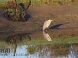 Les Oiseaux